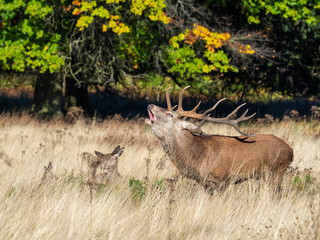 Red Deer Stag Bellowing during the Rut