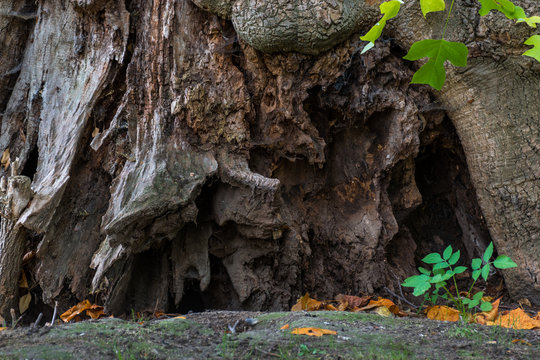 Verfall der Natur