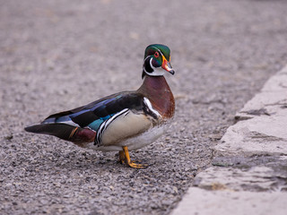 Wood duck with head turned to the right standing on a walkway in a Crystal Springs Rhododendron Garden, Portlan, Oregon.