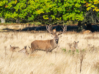 Naklejka na ściany i meble Red Deer Stag Bellowing with Hinds