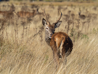 Young Red Deer Stag in morning light