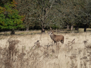 Fototapeta na wymiar Red Deer Stag Bellowing with Hinds