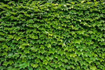 Obraz premium Wall covered with a green climbing plant