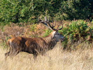 Red Deer Stag in morning light
