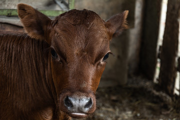 Cute calf cow standing at stall at farm countryside