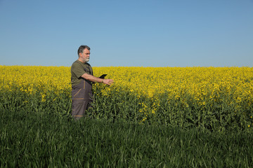 Farmer or agronomist inspecting quality of wheat and canola fields in early spring using tablet