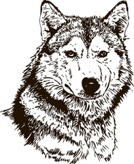 Wolf head isolated on white background hand drawn
