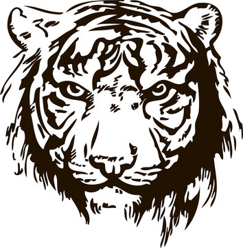 Tiger head isolater on white background hand drawn