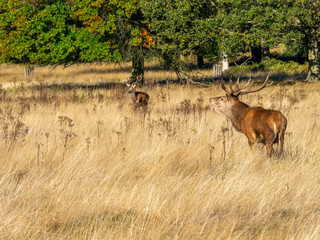 Naklejka na ściany i meble Red Deer Stag Bellowing during the Rut