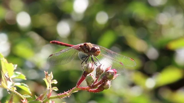 Libellula muove la testa 
