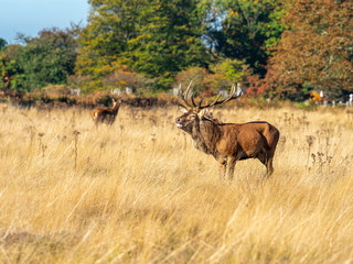 Red Deer Stag Bellowing during the Rut