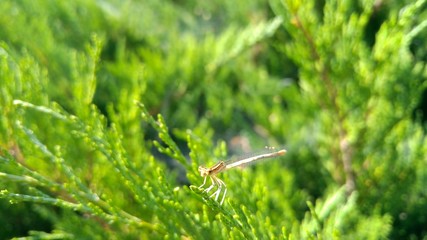 Dragonfly on tree