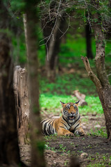 A male tiger cub relaxing in nature at ranthambore tiger reserve, India