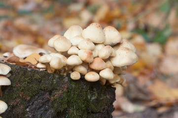 Pholiota alnicola mushrooms