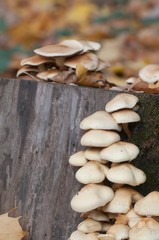 Pholiota alnicola mushrooms