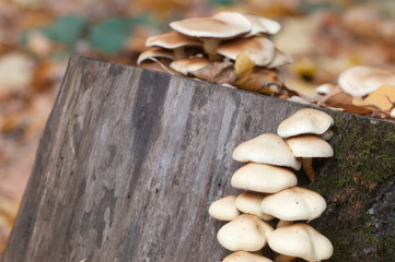 Pholiota alnicola mushrooms