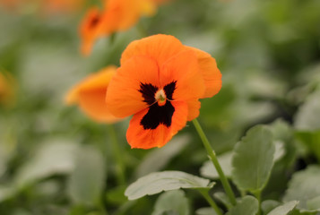 Orange pansy flower