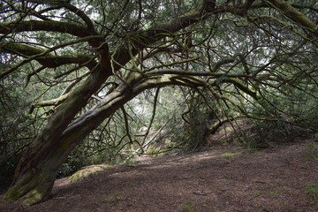 Fototapeta premium Bosque tenebroso