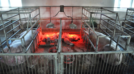 Piglets and sows in a cage with infra-red heating