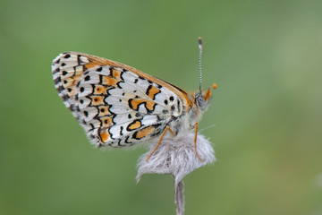  İparhan / Melitaea cinxia /  