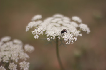 Queen Anne's Lace Flower