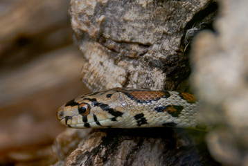 Kornnatter