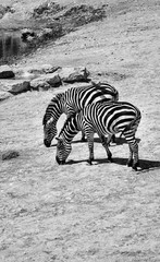 Fototapeta na wymiar zebras in jerusalem zoo