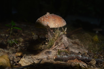 mushroom in the forest
