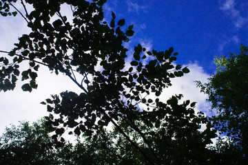 Ветка дерева на фоне неба