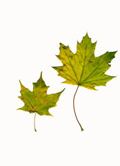 Big leaf little leaf