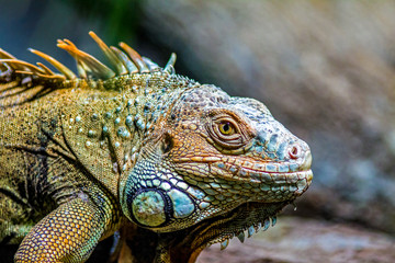 Leguan  Iguanidae