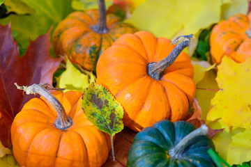 Pumpkins on a background of autumn leaves