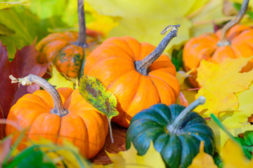 Pumpkins on a background of autumn leaves