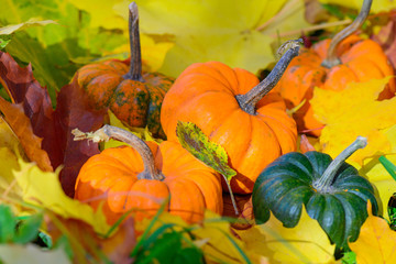 Pumpkins on a background of autumn leaves