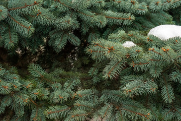 Fluffy fir tree closeup. Christmas wallpaper concept