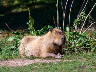 A Capybara (hydrochoerus hydrochaeris) walking on bare ground against a blurred natural background