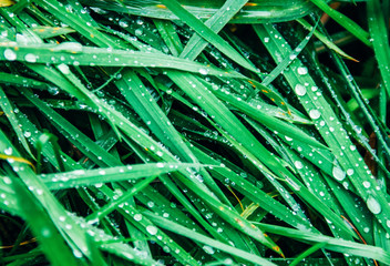 Water drops of dew on green grass