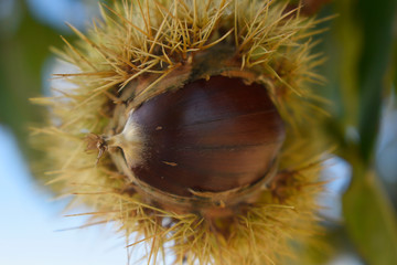 Chestnut ripe fruit inside its pod, protected by its spikes. Detail photography of the chestnut tree fruit.