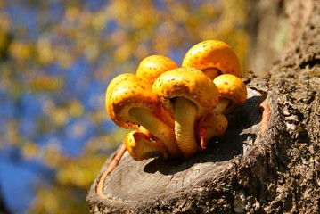 Mushrooms on a stump