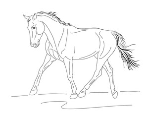 A sketch of a freely trotting horse.