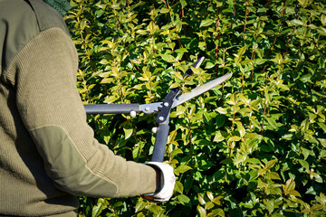 gardener pruning hedge with trimming shears