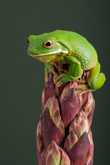 Fototapeta premium Vietnamese Cave Gecko (Goniurosaurus araneus)/Vietnamese Cave Gecko climbing down a tropical flower