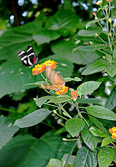 Schmetterling