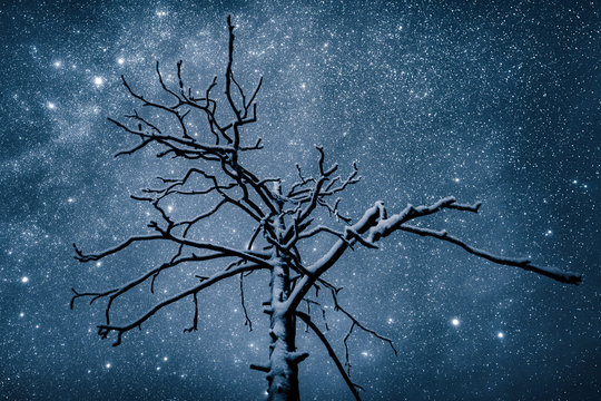 A snow covered tree underneath the stars at night