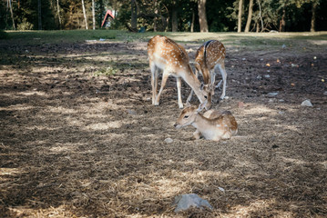 Roe deer in forest