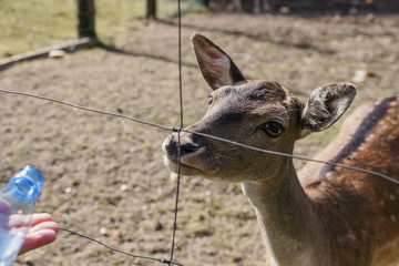 Roe deer in forest