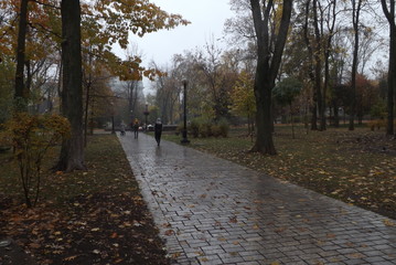 Fototapeta premium autumn in the park