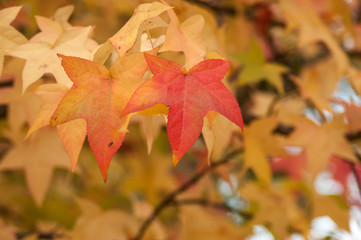 Naklejka na ściany i meble closeup of autumnal maple leaves in a public garden