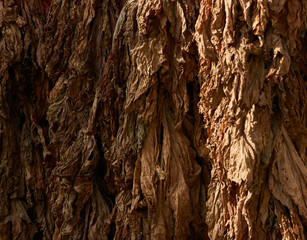 Hanging dry leaves background, close-up. Drying tobacco leaves