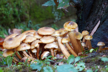 mushrooms in autumn